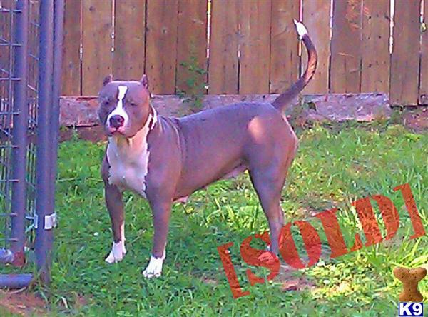 American Pit Bull Terrier, blue  white female, UKC register
